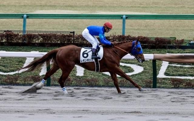 【根岸S予想オッズ】レモンポップが予想1番人気