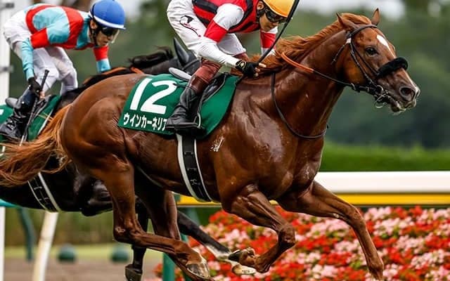 ウインカーネリアンやエアロロノアなど東京新聞杯に19頭