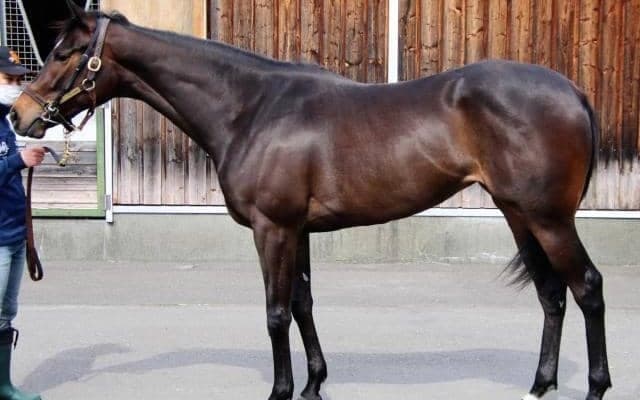 【JRA新馬戦】シーザリオの仔テンペストが仕切り直しのデビュー