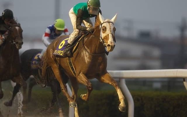 クリノドラゴンに骨折判明 今後6カ月以上の休養を要する見込み