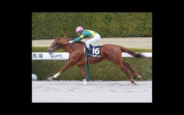 根岸Ｓは若手騎手騎乗の伏兵馬に注意。人気馬の陰に隠れてマークが甘くなる