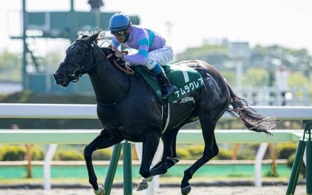 【シルクロードS予想】昨年はメイケイエールが優勝！ サンデーサイレンス系の牝馬が優秀？