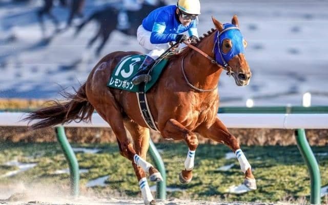 【根岸S結果】レモンポップが正攻法の立ち回りで押し切りV フェブラリーSへ名乗り