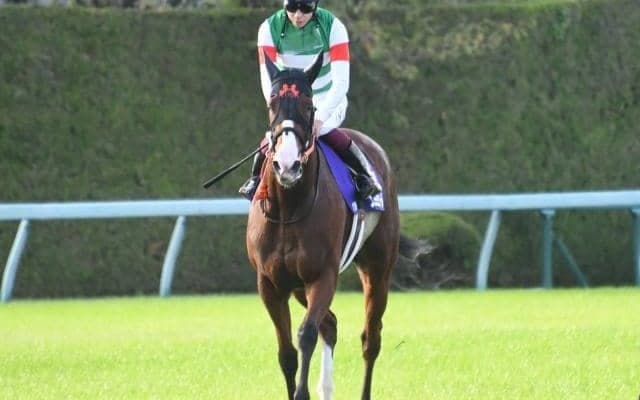 東京新聞杯でナミュール始動 地方ではJpnIの川崎記念/今週の競馬界の見どころ