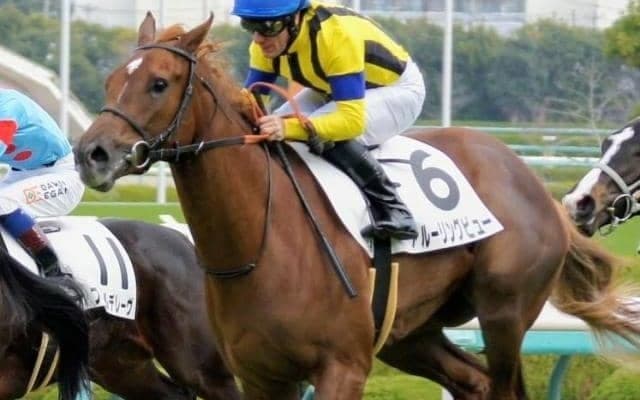 完成の早さが魅力の“アルーリング一族”の3歳馬 姉に続くエルフィンS制覇狙う