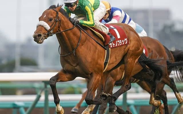 サトノフラッグは命に別状なし 精密検査後に進退決定