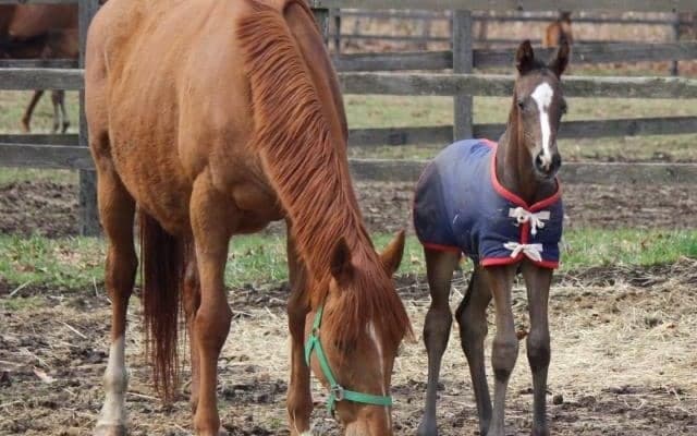 【きさらぎ賞】家族経営の牧場がノーブルライジングに夢託す「5月28日だけは競馬場に行きます」