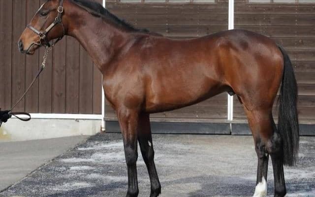 【JRA新馬戦】ステラヴェローチェの全弟ダノンジュリアスなどがデビュー