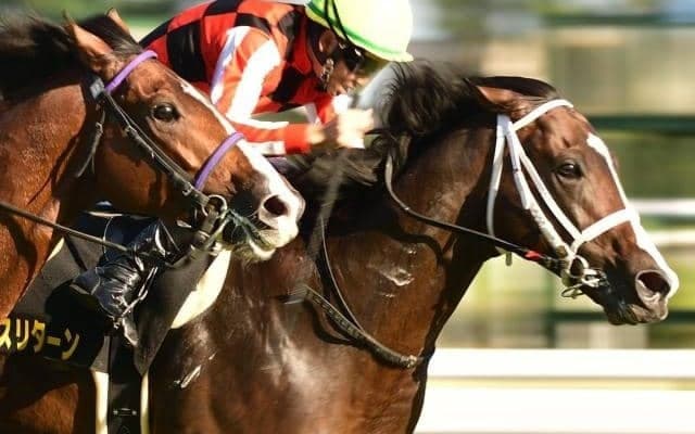 超久々プリンスリターンが“テイオー超え”狙う 東京新聞杯で戦線復帰
