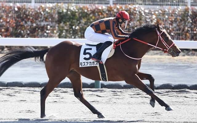 デビュー勝ちした「二刀流」GI馬の弟 19日の東京1勝クラスで連勝狙う