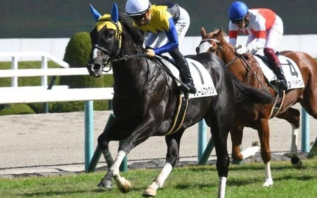 【きさらぎ賞枠順確定】フリームファクシは2枠2番、オープンファイアは7枠7番