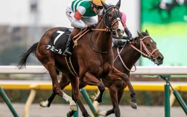 【東京新聞杯枠順確定】ナミュールは8枠15番、ジャスティンカフェは2枠3番