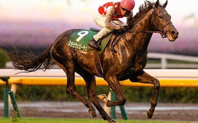 重賞2勝馬ステラヴェローチェの全弟が4日デビュー 1億4850万円で取引された高額馬