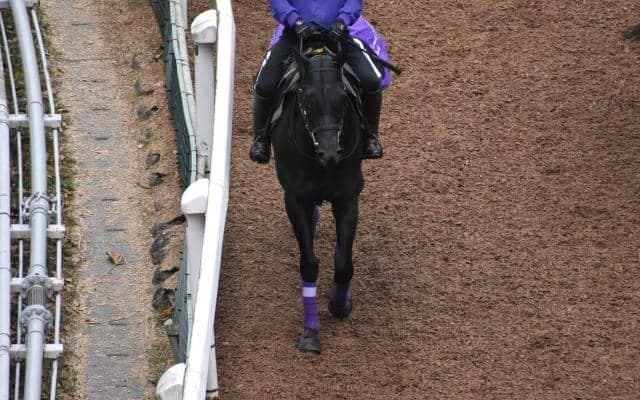 グランヴィノスなど、先週の入厩情報/栗東トレセンニュース