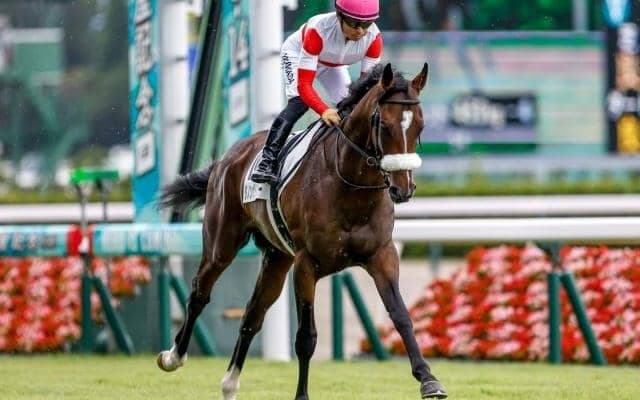 【共同通信杯予想オッズ】ダノンザタイガーが予想1番人気