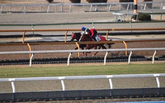 ドライスタウト、フェブラリーS1週前追い切り速報/栗東トレセンニュース