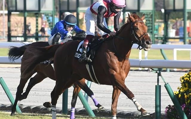 ミクソロジーやウインキートスなどダイヤモンドSに14頭