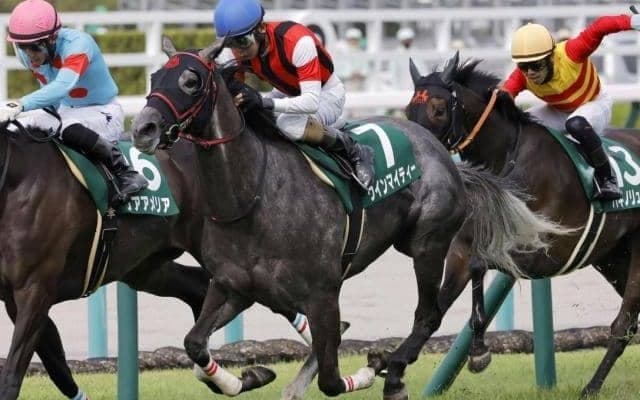 好調ウイン軍団の勢いに乗れ！ 京都記念にマイティー・共同通信杯にオーディンが参戦