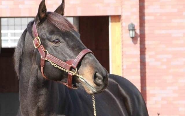 GI級レースの覇者が4頭登場する豪華ラインナップ 優駿スタリオンステーションでの種牡馬展示会