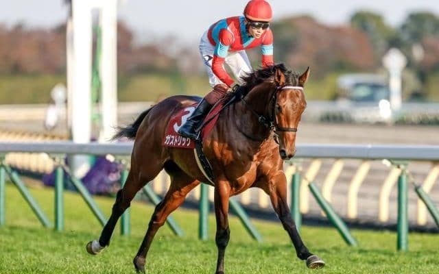 東スポ杯2歳S覇者ガストリックは三浦騎手とGIリベンジへ 前走ホープフルS出走も16着