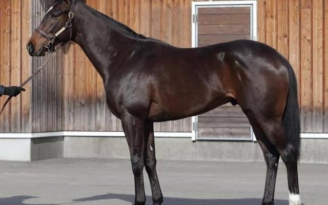 【JRA新馬戦】ホエールキャプチャの仔アオイテンなどがデビュー