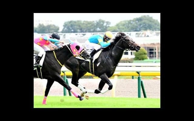 共同通信杯で注目は、ハーツクライとトニービンの血が色濃い人気薄馬。併せて「最も手堅い馬」も押さえたい