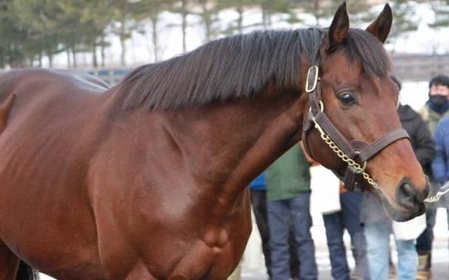 18年のマイルCS覇者ステルヴィオなどの新種牡馬が登場