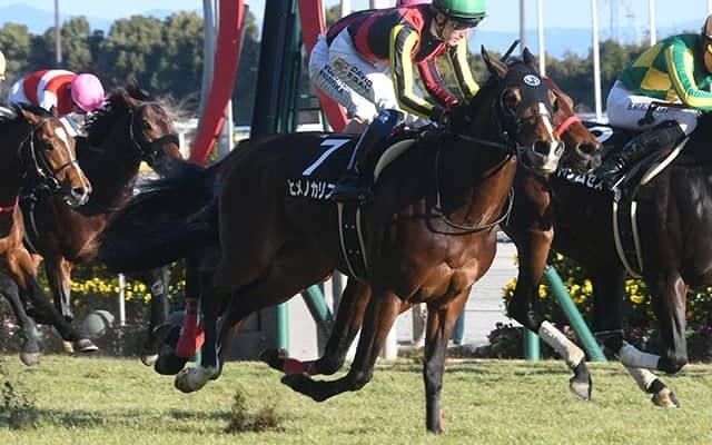 ヒメノカリスやメイショウミモザなど京都牝馬Sに21頭