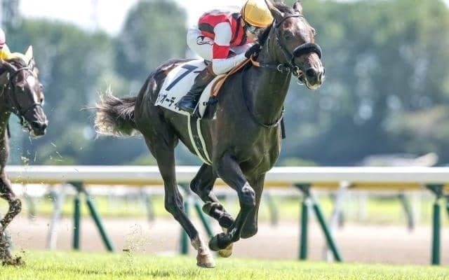 【共同通信杯予想】名うての出世レース クラシック行きの切符を掴む馬は？