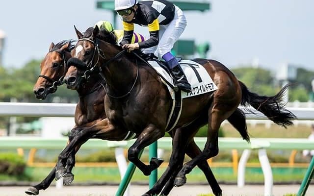 【ダイヤモンドS想定騎手】アスクワイルドモアは田中勝春騎手、ウインキートスは横山和生騎手