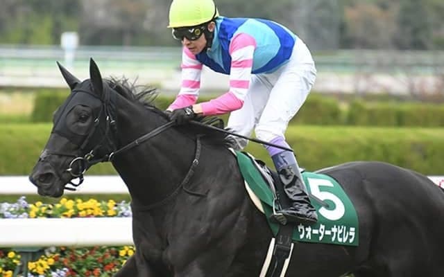 【京都牝馬S想定騎手】ウォーターナビレラは武豊騎手、ロータスランドは岩田康誠騎手