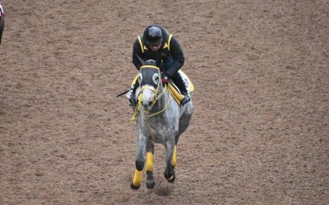 マリアエレーナなど、先週の入厩情報/栗東トレセンニュース