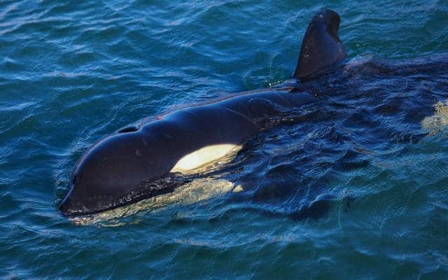 女子チームがシャチから豪快な激励！シーワールドとコラボし大量水しぶきで選手ら笑顔「迫力と破壊力満点」「ご利益ありそう！」