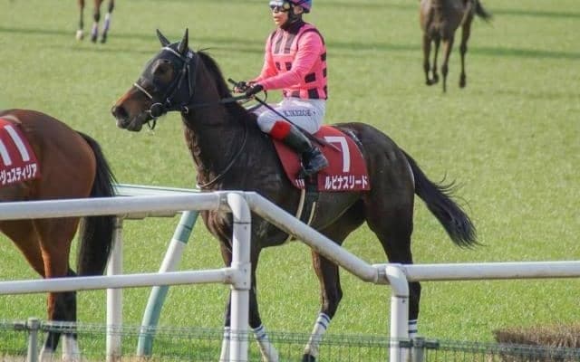 血の勢いで姉弟2週連続重賞制覇を 共同通信杯Vのファントムシーフ姉が京都牝馬Sに登場