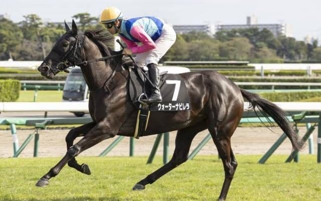 【京都牝馬S出走馬・騎手確定】ウォーターナビレラ＆武豊騎手、ウインシャーロット＆石川裕紀人騎手など18頭