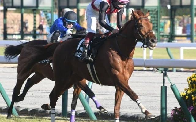 【ダイヤモンドS出走馬・騎手確定】ミクソロジー＆西村淳也騎手、シルブロン＆ルメール騎手など16頭