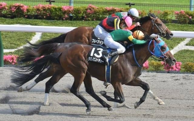 根岸S4着のタガノビューティーがフェブラリーS除外に 賞金がボーダーに200万届かず