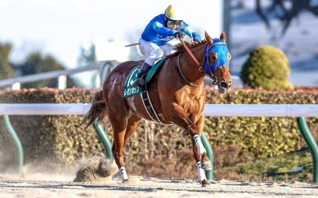 【フェブラリーS枠順確定】レモンポップは4枠7番、ドライスタウトは2枠4番