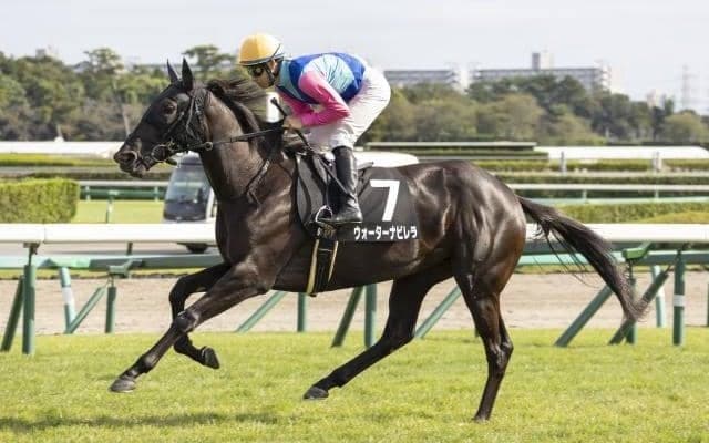 【京都牝馬S枠順確定】ウォーターナビレラは8枠16番、ウインシャーロットは7枠13番