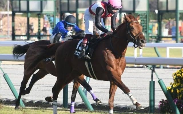 【ダイヤモンドS枠順確定】ミクソロジーは2枠4番、シルブロンは1枠2番