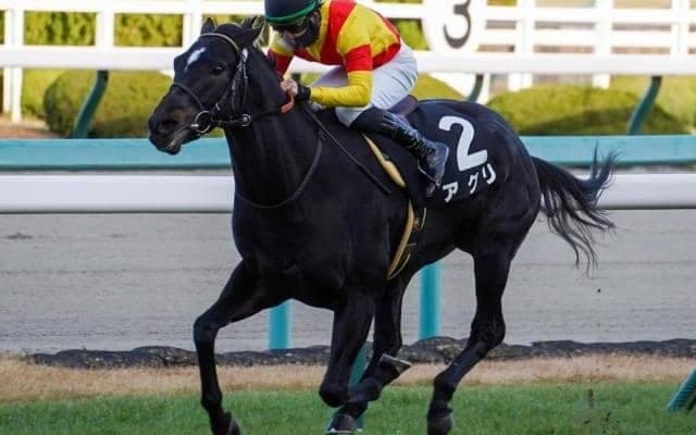 父は英愛でG1・2勝のトップスプリンター 3連勝中の新星が阪急杯に参戦