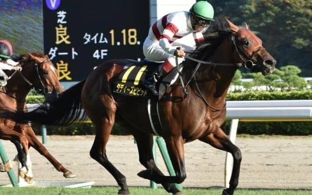 【阪急杯】いとこのエフフォーリアに惜別の勝利を！ ダディーズビビッドに注目だ