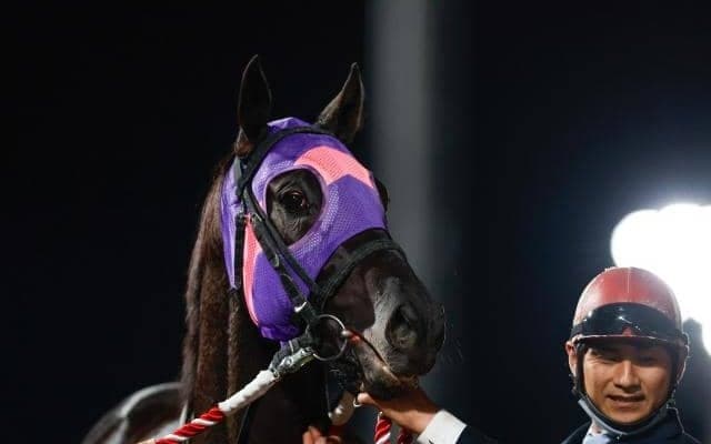 【大井・雲取賞注目馬】南関クラシックの登竜門 無敗の重賞馬マンダリンヒーローが始動