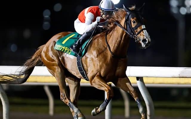 22年のかしわ記念覇者ショウナンナデシコが登録抹消 今後は天羽牧場で繁殖入り