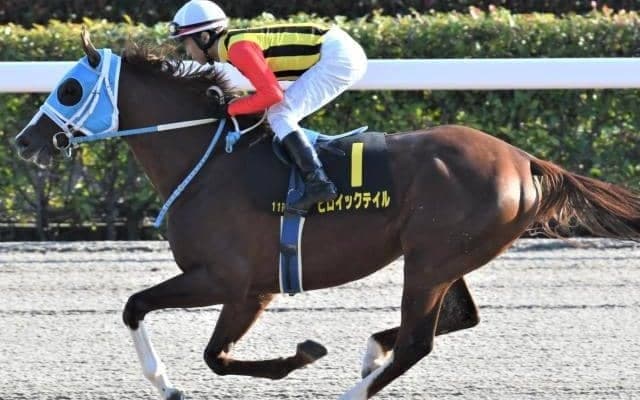 【仁川S】去勢2戦目で得意舞台へ ヒロイックテイルで大穴狙う