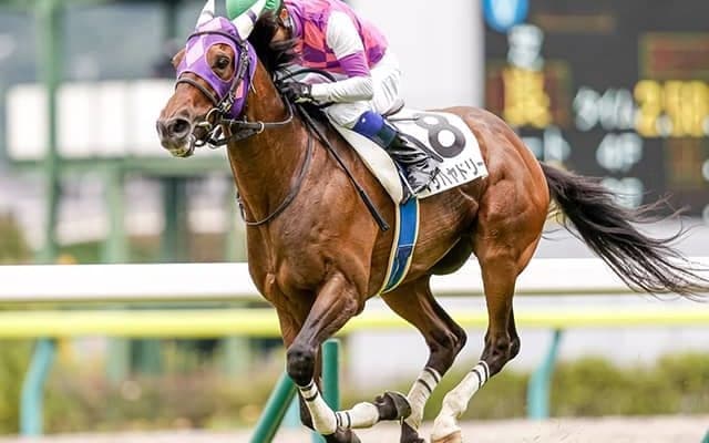 競走を中止した11歳の障害馬が予後不良 かつてキタサンブラックらと激突