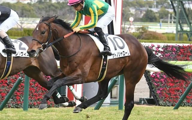 2月25日の出来事一覧 サトノシャロームが異常歩様で競走中止/中山・阪神・小倉