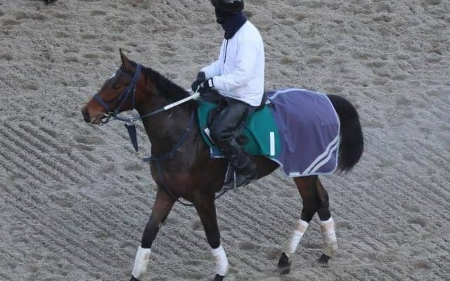 トラストバシレウスなど、先週の入厩情報/栗東トレセンニュース