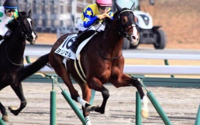 名牝テイエムオーシャンの最後の産駒 弥生賞で重賞初参戦