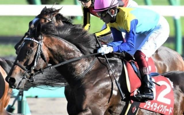 【大阪城S予想】現役屈指の休み明け巧者フライライクバード リステッドなら負けられない